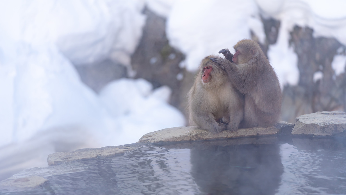 Snow Monkey Park